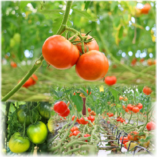 [신북농협 Pick!]★새해특가★ 대과 Size토마토 탱!글탱!글 완숙토마토 3kg 5kg