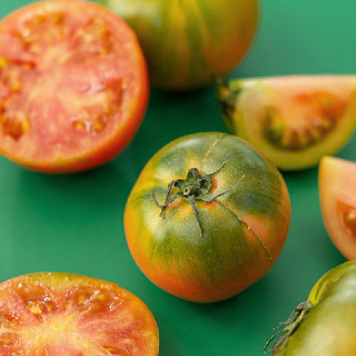 부산 대저 단짠단짠 대저 토마토 짭짤이 토마토 2.5kg