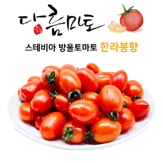 다름마토 스테비아 대추방울토마토 한라봉향
