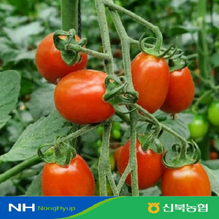 [신북농협 Peak!] 영암 햇 수확 대추방울토마토 2kg/3kg/5kg