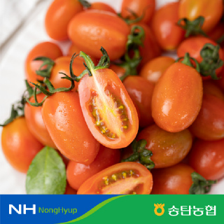 [당일수확] 송탄농협 대추방울토마토 3kg(1~2번 로얄과)