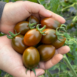 산지직송 밀양 흑대추 방울토마토 1kg/2kg [P]