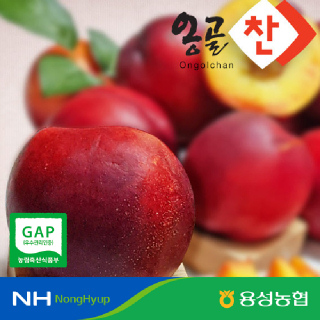 [용성농협]★첫출하특가★오월도 천도복숭아 1-3kg