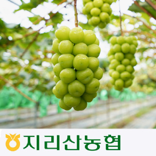 [지리산농협] 지리산 흥부골 샤인머스캣 포도 2kg/4kgGAP인증