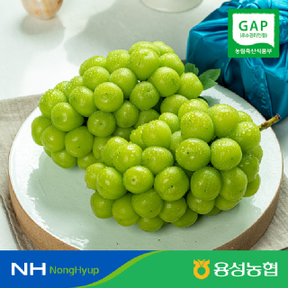 [용성농협]경산 샤인머스켓 특품 (16브릭스 당도선별,2kg /4kg)