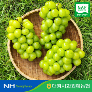 [GAP][대경사과농협]경북 영천 프리미엄 샤인머스켓 2kg 3~4수
