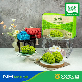 [용성농협]경산 샤인머스켓 특품 선물세트 (16브릭스 당도선별,2kg /2.5kg)