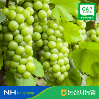 [논산시농협] 샤인머스캣 2kg(3-4수랜덤) 4kg(5수) 18~20brix GAP인증 