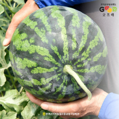 [부여군농협]부여 굿뜨래 수박  4kg/5kg/6kg/7kg