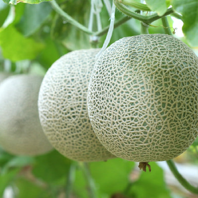 [GAP인증] 탑마루 머스크 멜론 3.2kg/4kg