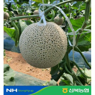 [신북농협Pick!] 달달한 제철 햇 메론 (3.2kg/4kg/8kg)
