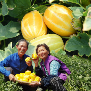 [산지직송] 제철과일 성주 참외 3kg