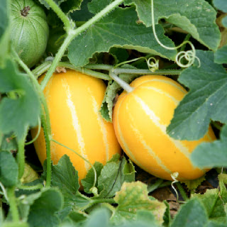 제철진미 아삭달콤 고당도 햇 성주참외 가정용 중소과 로열과 1kg - 5kg