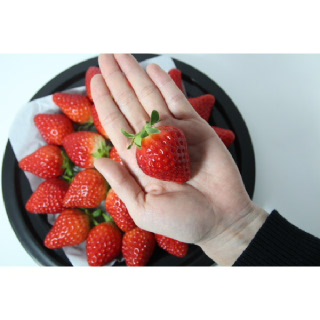 [솔라루트팜]설향딸기 1.7kg(850g x 2팩) 