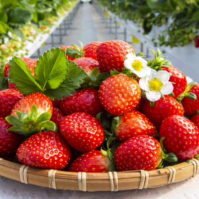 [장보남]당도선별 유명산지 논산 딸기 GAP 설향딸기 생딸기(350g / 700g)