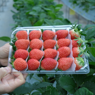 [익산탑마루] 금실딸기 1kg