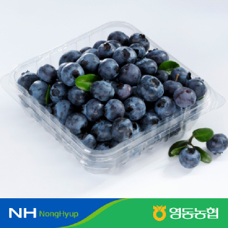 [영동농협]생블루베리 1kg(100g*10팩세트)(14mm,16mm,18mm )