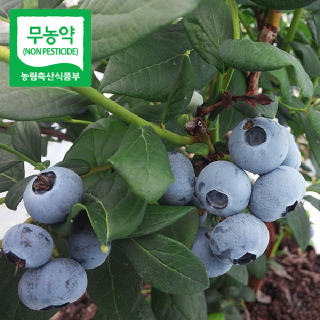 무농약 블루베리(특)1Kg,2kg,5kg