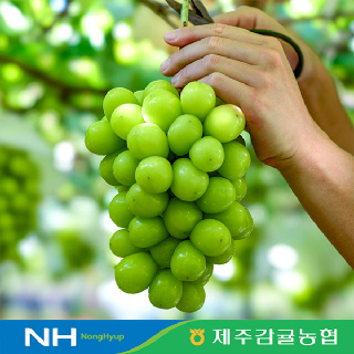 [제주감귤농협] 국내산 고당도 노지 샤인머스켓 2kg 3수