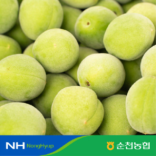 [순천농협] 하누리네 햇 청매실 5kg/과수옵션