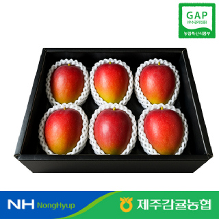 [제주감귤농협] 제주애플망고 선물용 3kg 5-6입 7-8입 9-10입 #GAP인증