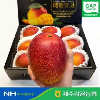 [당도엄선] 제주 애플망고 1.2kg4입 1.5kg4-5입 1.8kg5-6입