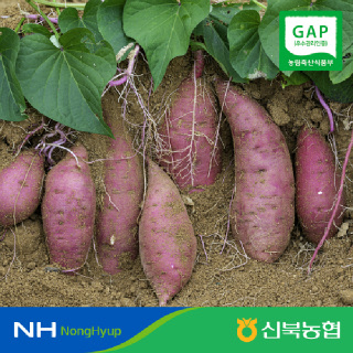 [신북농협Peak!]포슬포슬 GAP인증 영암 황토 햇 세척 밤고구마 3kg/5kg