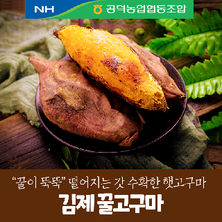 [공덕농협] 2025년 햇꿀고구마 5kg (XS,S,ML,2L)