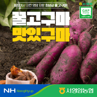 [서영암농협] 황토 세척 꿀밤고구마, 3kg(개당중량 70g~100g미만)