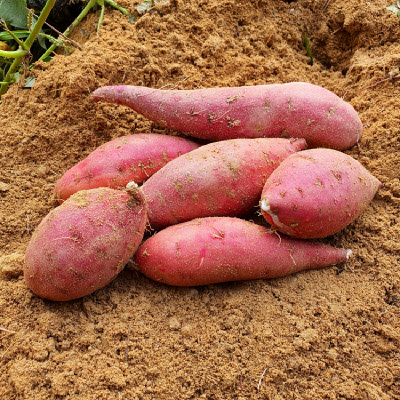 [농협카드할인][익산원예농협]꿀 고구마 베니하루카 특상 사이즈 3kg