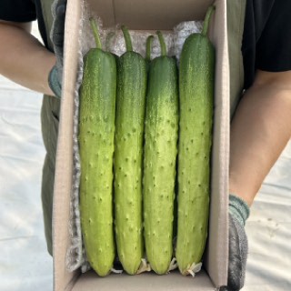 [수확의 정석] 스마트팜 GAP 인증 백다다기1.5kg (약 6~7개)