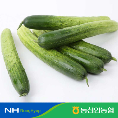 [농할20%추가할인][동천안농협] 백다다기 오이 2kg(10개)