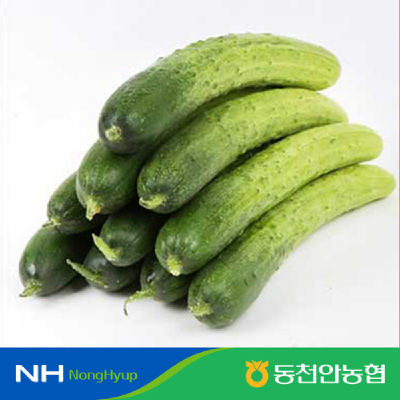 [농할20%추가할인][동천안농협] 백다다기 오이 2kg(10개)