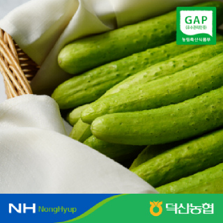 [덕산농협] GAP 오감드레 진천 백다다기 오이 4kg 내외(20개)