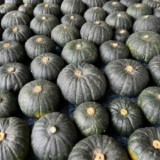 [경기여주] 단호박 미니단호박 밤호박 보우짱 조가네농장 산지직송