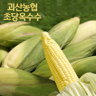 (7.4순차발송)괴산농협 달콤한 초당옥수수(특/16cm이상),10개