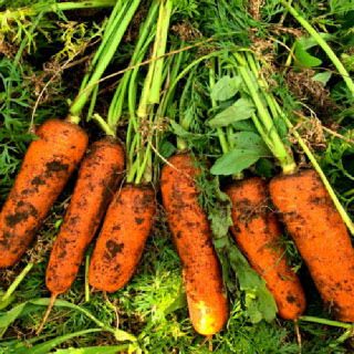 ★25년 첫출하★ 아삭달큰함이 일품! 제주 구좌당근 3KG (중)