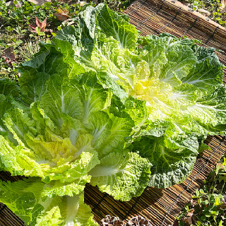 국내산 봄동 1kg