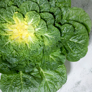 햇 봄동 1kg 2kg 3kg