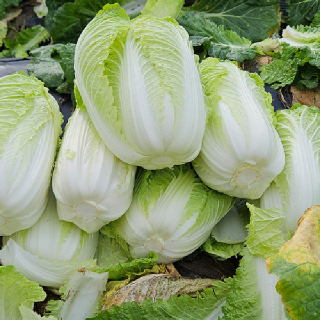 (희망수령일기재필수) 강원도 고랭지 절임배추 10kg/20kg [P]