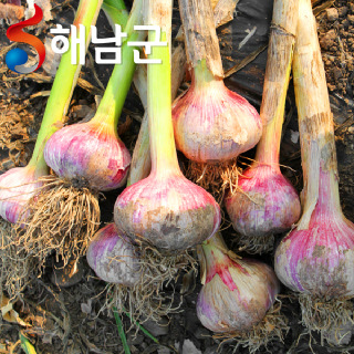 산지직송 해남 햇마늘 대서마늘 반접 50개 중 대 / 장아찌용 마늘 통마늘