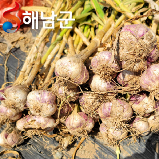 산지직송 해남 햇마늘 남도마늘 반접 50개 소 중 대 / 요리 양념용 마늘 통마늘