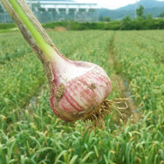 보은 난지형 유황 마늘 3kg(특,대,중 혼합)