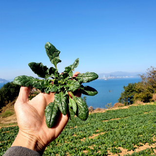 남해 시금치 노지 1kg 2kg