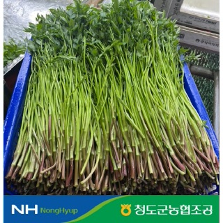 당일작업 청도 한재 미나리 500g/ 1kg /2kg /4kg (개별 소포장, 당일출고)