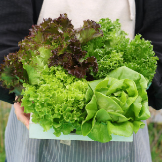 [장보남]무농약 유러피안 샐러드채소 1kg(3-5종) 당일수확 채소