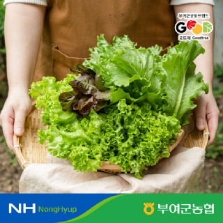 부여 굿뜨래 유럽 샐러드 쌈채소 1kg/랜덤구성