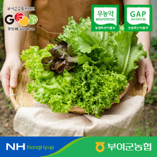 [부여군농협] 굿뜨래 무농약 유럽 샐러드 쌈채소 1kg/랜덤구성