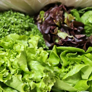 [익산원예농협]산지직송 당일수확 GAP 프리미엄 유러피안 샐러드 모듬 믹스 채소 유럽상추 1kg