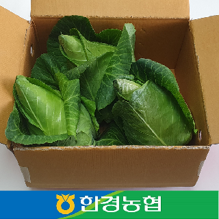 [한경농협]제주 꼬깔 양배추 3kg(2~5통) 혼합과